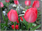 foto Tulipani